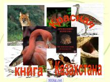 Красная книга Казахстана