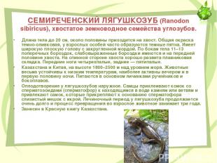 СЕМИРЕЧЕНСКИЙ ЛЯГУШКОЗУБ (Ranodon sibiricus), хвостатое земноводное семейства уг