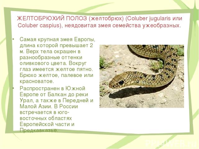 ЖЕЛТОБРЮХИЙ ПОЛОЗ (желтобрюх) (Coluber jugularis или Coluber caspius), неядовитая змея семейства ужеобразных. Самая крупная змея Европы, длина которой превышает 2 м. Верх тела окрашен в разнообразные оттенки оливкового цвета. Вокруг глаз имеется жел…