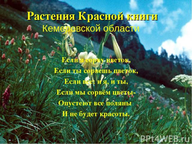 Растения Красной книги Кемеровской области Если я сорву цветок, Если ты сорвешь цветок, Если все: и я, и ты, Если мы сорвём цветы- Опустеют все поляны И не будет красоты. *
