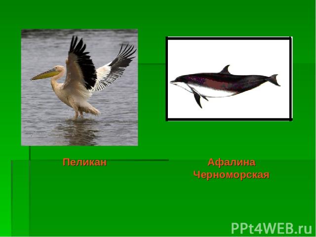 Афалина Черноморская Пеликан