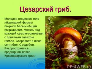 Цезарский гриб. Молодое плодовое тело яйцевидной формы покрыто белым общим покры