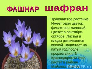 ФАШНАР Травянистое растение. Имеет один цветок, фиолетово-лиловый. Цветет в сент