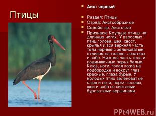 Птицы Аист черный Раздел: Птицы Отряд: Аистообразные Семейство: Аистовые Признак