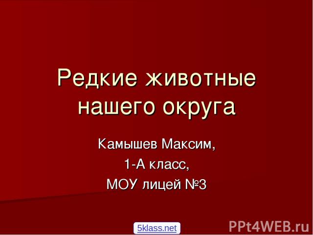 Редкие животные нашего округа Камышев Максим, 1-А класс, МОУ лицей №3 5klass.net