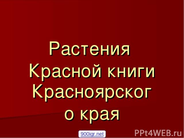 Растения Красной книги Красноярского края 900igr.net