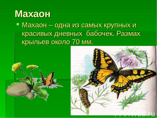Махаон Махаон – одна из самых крупных и красивых дневных бабочек. Размах крыльев около 70 мм.