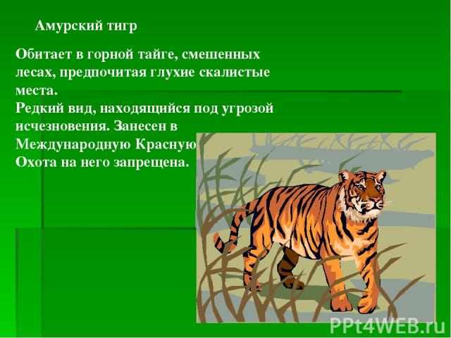 Амурский тигр Обитает в горной тайге, смешенных лесах, предпочитая глухие скалистые места.                   Редкий вид, находящийся под угрозой исчезновения. Занесен в Международную Красную книгу. Охота на него запрещена.