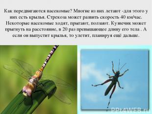 Как передвигаются насекомые? Многие из них летают -для этого у них есть крылья.