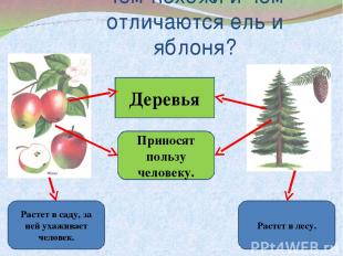 Чем похожи и чем отличаются ель и яблоня? Деревья Растет в саду, за ней ухаживае