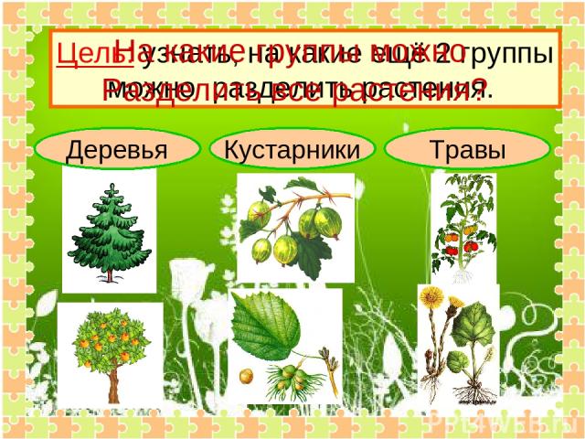 Деревья Кустарники Травы Цель: узнать, на какие ещё 2 группы можно разделить растения. На какие группы можно Разделить все растения?