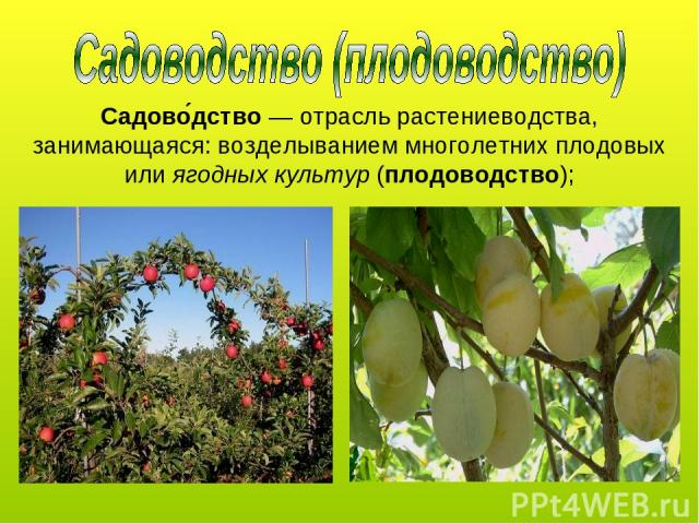 Садово дство — отрасль растениеводства, занимающаяся: возделыванием многолетних плодовых или ягодных культур (плодоводство);
