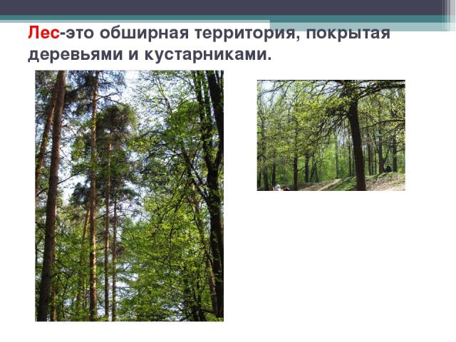 Лес-это обширная территория, покрытая деревьями и кустарниками.