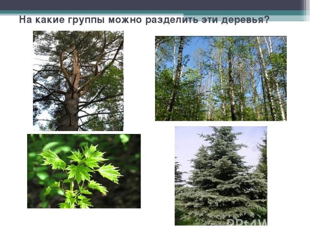 На какие группы можно разделить эти деревья?