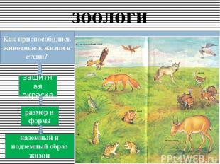 зоологи Как приспособились животные к жизни в степи? защитная окраска размер и ф
