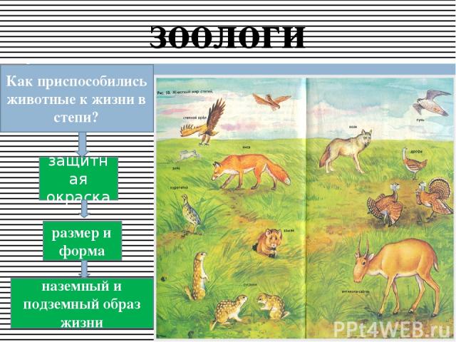 зоологи Как приспособились животные к жизни в степи? защитная окраска размер и форма наземный и подземный образ жизни