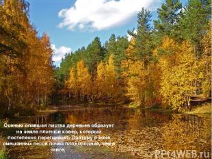 Осенью опавшая листва деревьев образует на земле плотный ковер, который постепен