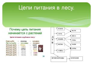 Цепи питания в лесу.