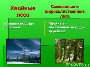 Хвойные леса Смешанные и широколиственные леса Хвойные породы деревьев. Хвойные