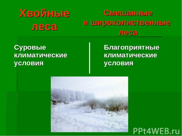 Хвойные леса Смешанные и широколиственные леса Суровые климатические условия Благоприятные климатические условия