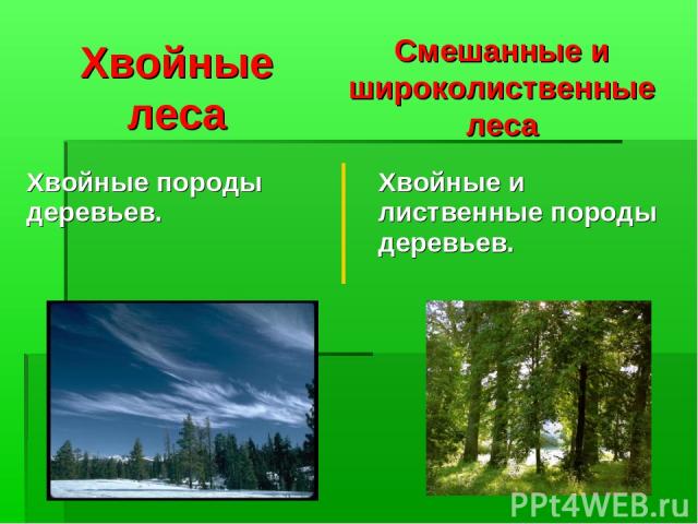 Хвойные леса Смешанные и широколиственные леса Хвойные породы деревьев. Хвойные и лиственные породы деревьев.