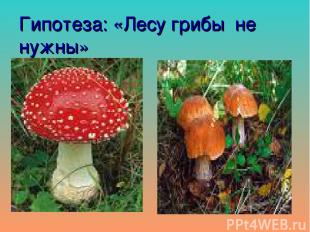 Гипотеза: «Лесу грибы не нужны»