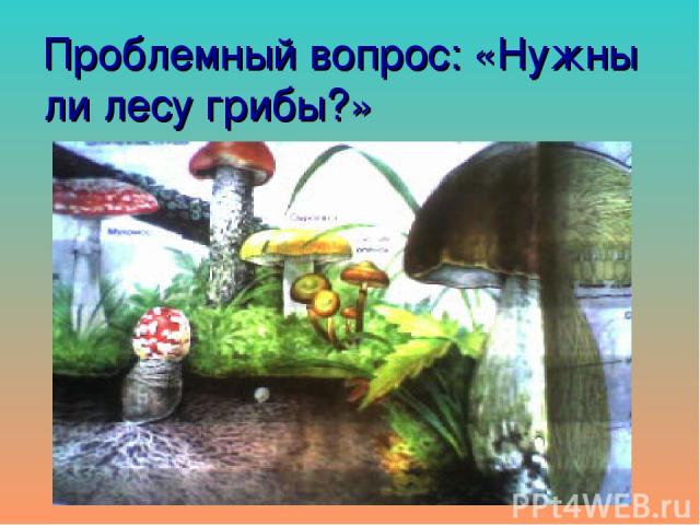 Проблемный вопрос: «Нужны ли лесу грибы?»