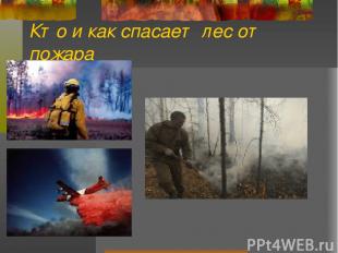 Кто и как спасает лес от пожара
