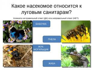 Какое насекомое относится к луговым санитарам? Кликните на правильный ответ (ДА)