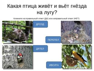 Какая птица живёт и вьёт гнёзда на лугу? Кликните на правильный ответ (ДА) или н