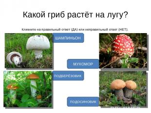 Какой гриб растёт на лугу? Кликните на правильный ответ (ДА) или неправильный от