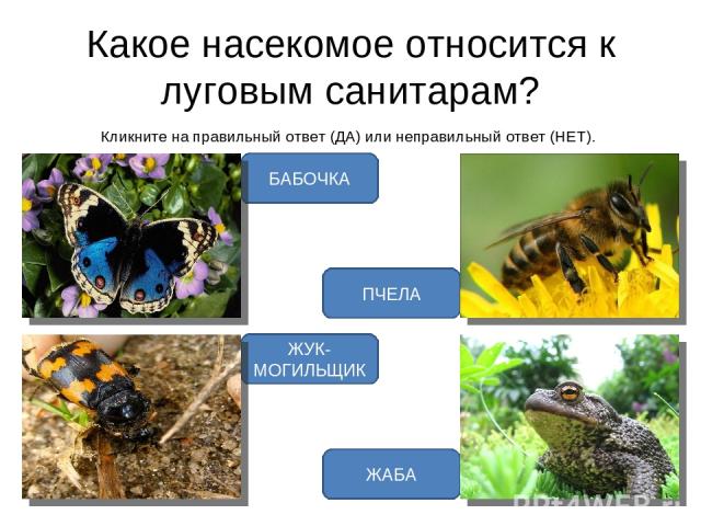 Какое насекомое относится к луговым санитарам? Кликните на правильный ответ (ДА) или неправильный ответ (НЕТ). ЖУК-МОГИЛЬЩИК БАБОЧКА ЖАБА ПЧЕЛА