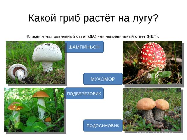 Какой гриб растёт на лугу? Кликните на правильный ответ (ДА) или неправильный ответ (НЕТ). ШАМПИНЬОН ПОДОСИНОВИК МУХОМОР ПОДБЕРЁЗОВИК