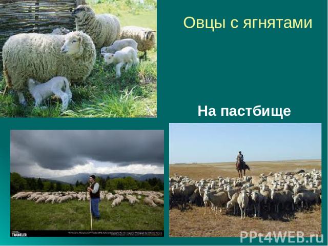 Овцы с ягнятами На пастбище