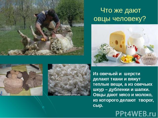 Что же дают овцы человеку? Из овечьей и шерсти делают ткани и вяжут теплые вещи, а из овечьих шкур – дубленки и шапки. Овцы дают мясо и молоко, из которого делают творог, сыр.