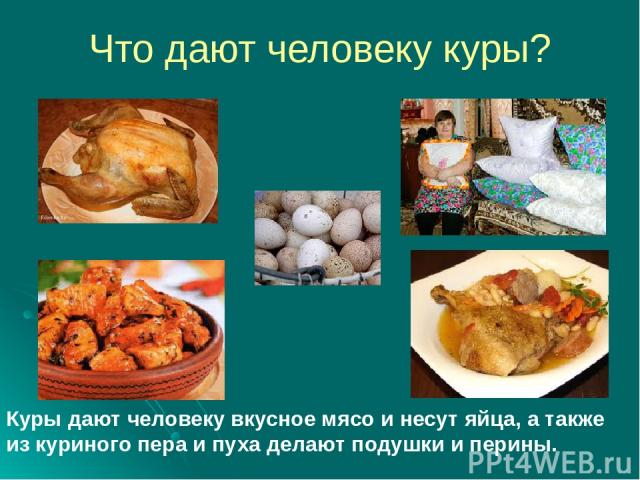 Что дают человеку куры? Куры дают человеку вкусное мясо и несут яйца, а также из куриного пера и пуха делают подушки и перины.