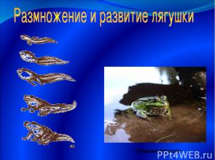 Озерная лягушка