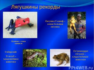 Лягушка Голиаф – самая большая лягушка Пумилио – самая ядовитая Сибирский Углозу