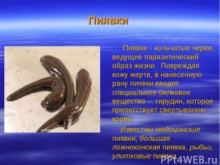 Пиявки Пиявки - кольчатые черви, ведущие паразитический образ жизни. Повреждая к