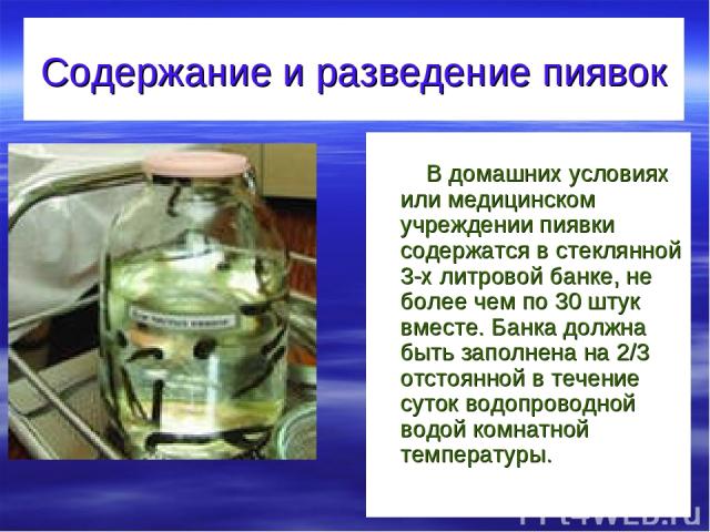 Содержание и разведение пиявок В домашних условиях или медицинском учреждении пиявки содержатся в стеклянной 3-х литровой банке, не более чем по 30 штук вместе. Банка должна быть заполнена на 2/3 отстоянной в течение суток водопроводной водой комнат…