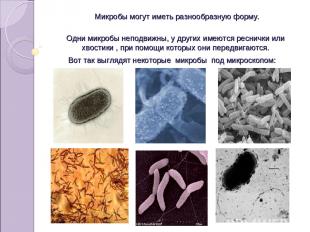 Микробы могут иметь разнообразную форму. Одни микробы неподвижны, у других имеют