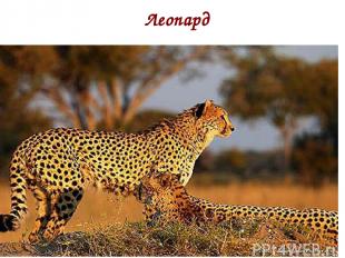 Леопард п