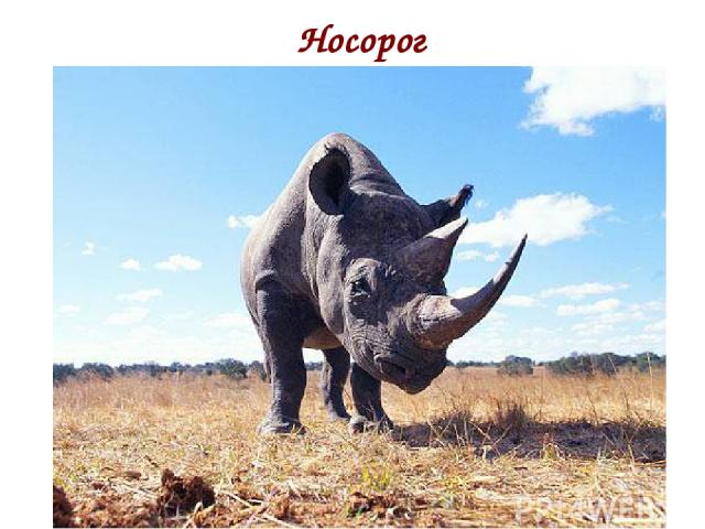 Носорог п