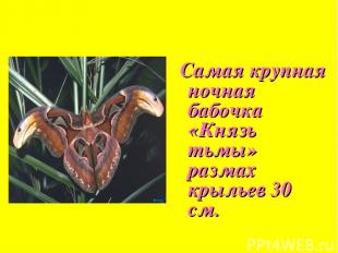 Самая крупная ночная бабочка «Князь тьмы» размах крыльев 30 см.