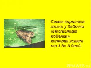 Самая короткая жизнь у бабочки «Настоящая поденка», которая живет от 1 до 3 дней