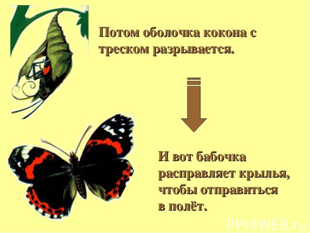 И вот бабочка расправляет крылья, чтобы отправиться в полёт. Потом оболочка кокона с треском разрывается.