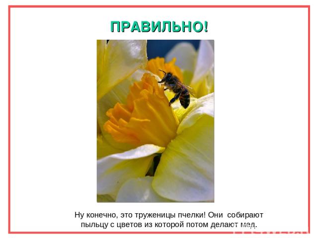 ПРАВИЛЬНО! Ну конечно, это труженицы пчелки! Они собирают пыльцу с цветов из которой потом делают мед.