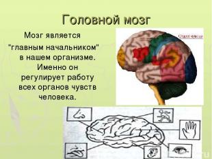 Головной мозг Мозг является "главным начальником" в нашем организме. Именно он р