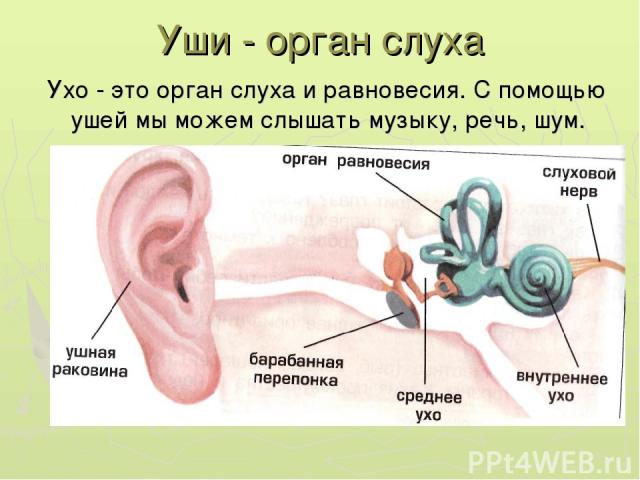 Уши - орган слуха Ухо - это орган слуха и равновесия. С помощью ушей мы можем слышать музыку, речь, шум.