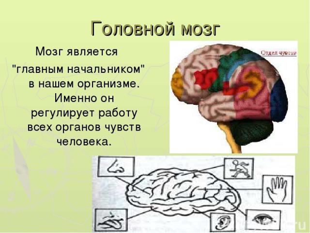 Головной мозг Мозг является 